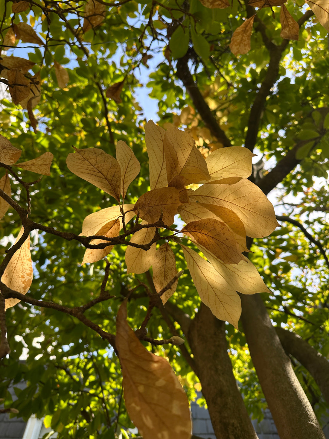 Wild & Lovely: A Season of Noticing
