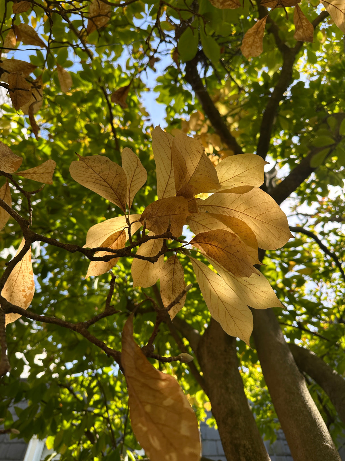 Wild & Lovely: A Season of Noticing